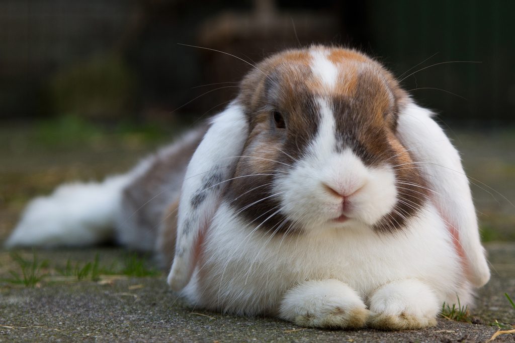 brown and white rabbit