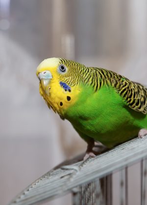 parakeet